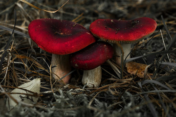 red mushroom in the forest