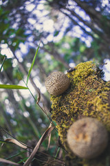 Mushrooms