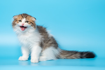 Cute British Longhair cat