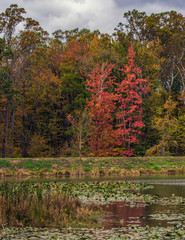 Colors at Viriginia Kendall