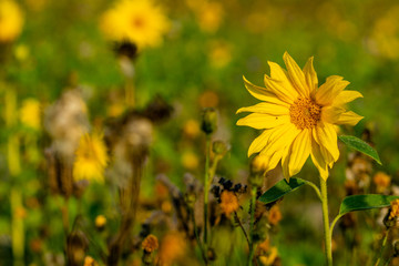 Morgentau Spinnennetze Blumen