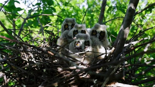 Chicks of long-eared owl in a nest on a treetop. Curious chicks watching, close up portrait. Twelfth day of long-eared owlets lifes.
