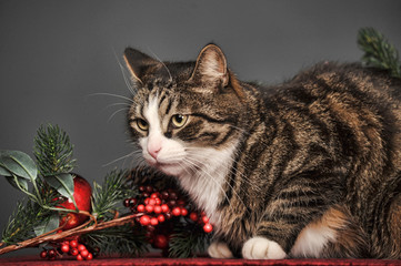 beautiful sleek brown with a white cat on a gray background in the studio with Christmas decorations