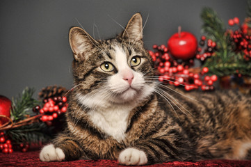 beautiful sleek brown with a white cat on a gray background in the studio with Christmas decorations