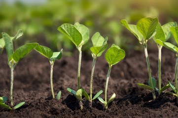 A row of young soybean shoots stretches up. Rows of soy plants on an agricultural plantation. Selective focus.
