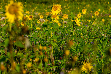 Morgentau Spinnennetze Blumen