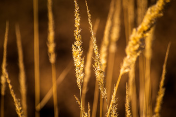 Dry yellow plants on a meadow in autumn