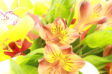 flowers on a green background