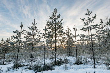 Very young pine trees, just 2-3 meters high covered by fresh soft white snow. Sun goes down between trees, half clear skies. Gold and white colors. Northern Sweden, copy space