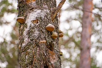 Close-up of chaga mushrooms in autumn forest.