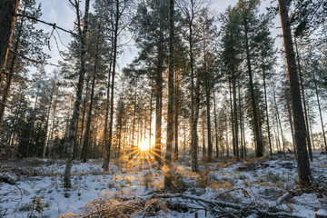 Magic sunset at winter forest: fresh soft white snow. Sun goes down between trees, half clear skies, sun rays. Gold colors. Northern Sweden, copy space