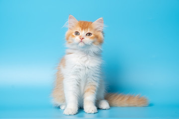 Cute British Longhair cat