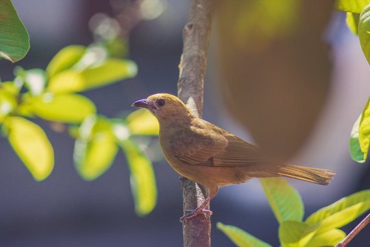 Palm Tanager