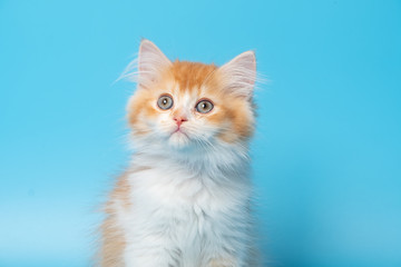 Cute British Longhair cat