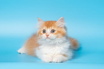Cute British Longhair cat