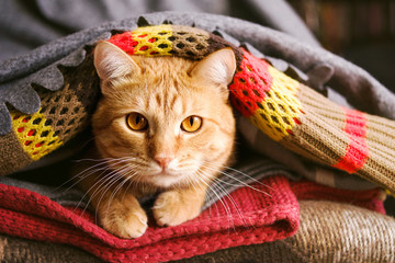 Red cat basks under a stack of bright scarves