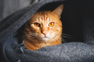 Red cat basks under a warm gray plaid