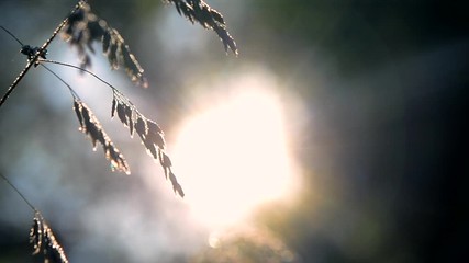 Green dew-covered grass plant in early in spring summer morning