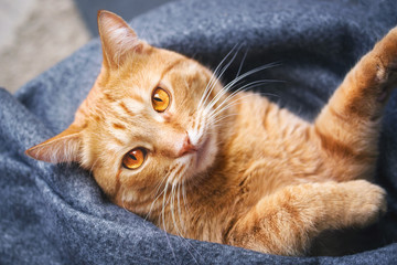 Fototapeta na wymiar Red cat basks under a warm gray plaid