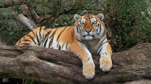 Siberian tiger (Panthera tigris altaica) lying in wait