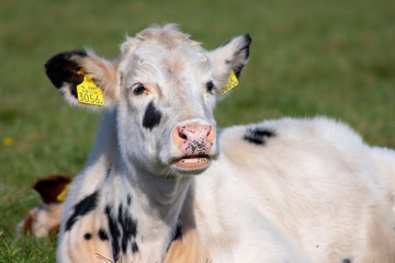 portrait of a white calf in the field