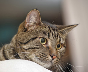 brutal tabby cat portrait