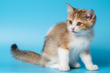 Obraz premium Cute British Longhair cat