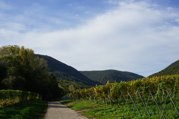 Wanderweg der Südlichen Weinstrasse im Sonnenlicht