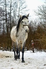 white and gray horse