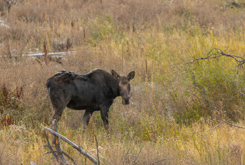 Cow Moose in Autumn in Wyoming