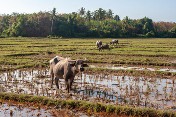An Asian bull grazes on a field of water with large curved horns. In the distance is a forest and more bulls.