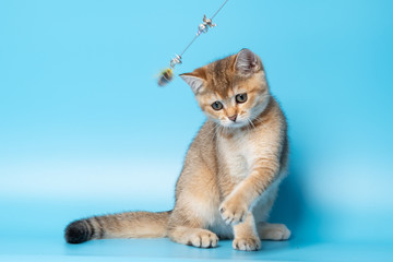 Cute British Longhair cat
