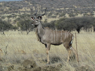 A young Kudu bull in the bushveld of Natal, South Africa.