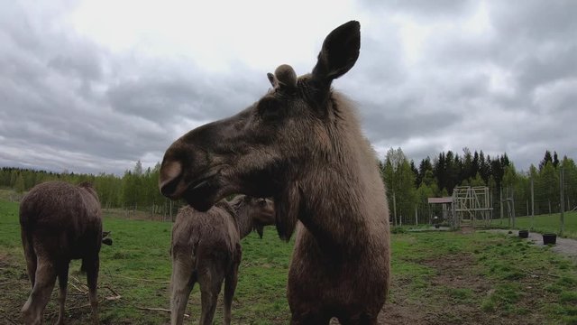 A group of Wild moose is moving on an open ground under cloudy sky in 4K in a farm in northern Europe, Sweden