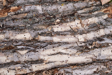 Detailed texture of a tree bark. A tree eaten by termites. Holes from termites. Background