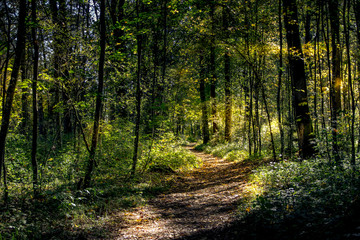 Waldspaziergang am Inn