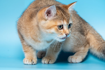 Cute British Longhair cat