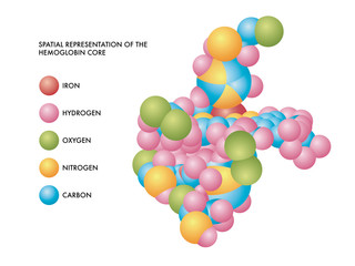 Medical illustration of hemoglobin core spatial representation with molecules of iron, hydrogen, oxygen, nitrogen and carbon in color coded shapes.