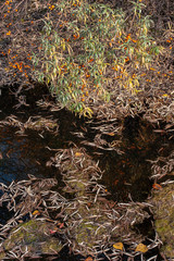 Orange large berries on tree branches above the water with reflection. Many leaves float on the water. Focus on berries in reflection. Vertical.