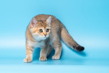 Cute British Longhair cat