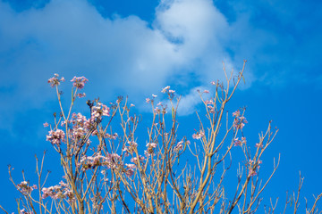 Pink and white flowers