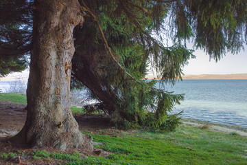 Beautiful nature scenery. Pine trees with lake in the background. Vlasina lake