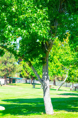 Tree in park