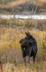 Cow Moose in Autumn in Wyoming