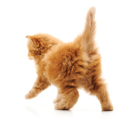 One brown kitten.