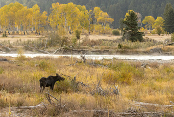 Obraz na płótnie Canvas Cow Moose in Autumn in Wyoming