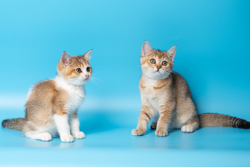 Cute British Longhair cat