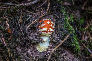 Fliegenpilz in der Erde