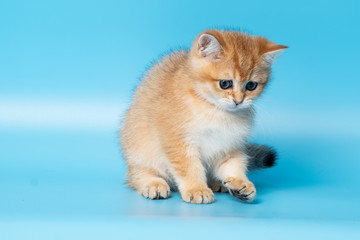 Cute British Longhair cat