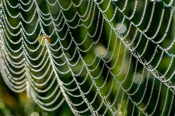 Morgentau Spinnennetze Blumen